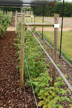 Raspberry/RHS Gardening - in ground and container grown information. Planting Raspberries, Raspberry Growing, Garden Raspberries, Raspberry Trellis, Raspberry Patch, Raspberry Bushes, Raspberry Canes, Blackberry Bush, Growing Raspberries