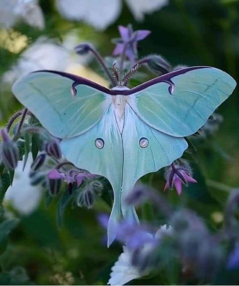 Tattoo Papillon, Luna Moths, Diy Paper Butterfly, Butterfly Tutorial, Papillon Butterfly, Butterfly Houses, Butterfly Nature, The Moth, Butterfly Party