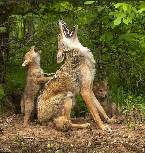 Yowwwwweeeeeee! Coyote Pup, Beautiful Wolves, Wildlife Nature, Wildlife Animals, Cute Animal Pictures, Sweet Animals, Animal Planet, Animal Photo, Nature Animals