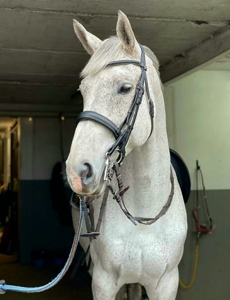 Fleabitten grey Warmblood gelding Flee Bitten Grey Horse, Fleabitten Grey Horse, Flea Bitten Horse, Grey Horse Aesthetic, Fleabitten Horse, Flea Bitten Grey Horse, Grey Warmblood, Grey Horses, Horsey Life