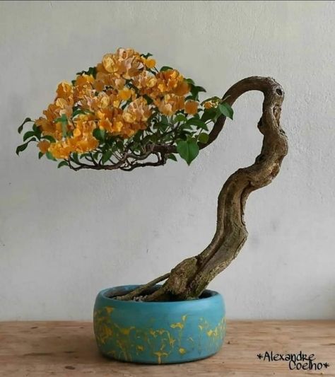 Bonsai Bougenvile, Bonsai Shop, Bougainvillea Bonsai, Bonsai Diy, Bonsai Nursery, Japanese Bonsai Tree, Bonsai Tree Types, Bonsai Care, Bonsai Flower