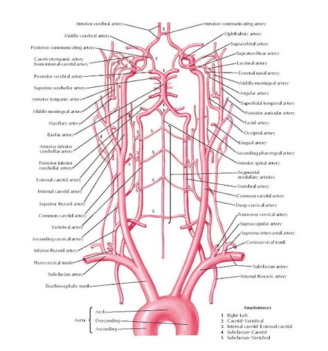 Arteries to Brain: Schema Anatomy   Ophthalmic artery, Supraorbital artery, Supratrochlear artery, External nasal artery, Middle meningea... Arteries Anatomy, Vascular Ultrasound, Vertebral Artery, Human Nervous System, Head Anatomy, Interventional Radiology, Brain Surgeon, Basic Anatomy And Physiology, Carotid Artery