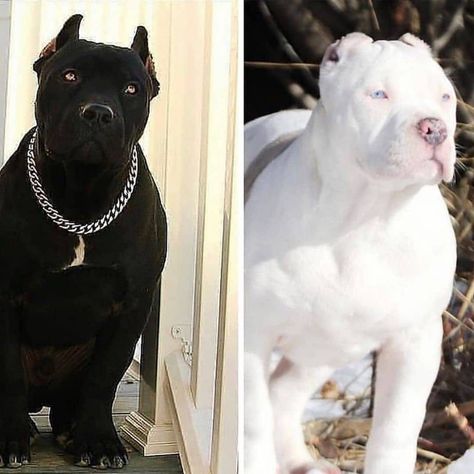 Black And White Pitbull, Massive Dogs, White Pitbull, Rare Albino Animals, Black Pitbull, American Bull, Cane Corso Dog, Corso Dog