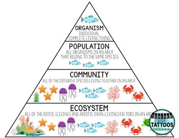 Levels of Organization in an Ecosystem by The Teacher with Tattoos Levels Of Organization Biology Activity, Levels Of Organization In An Ecosystem, Ecosystem Lessons, Ecosystems 3rd Grade, Levels Of Organization Biology, Ecosystem Drawing, Types Of Ecosystems, Teaching Sustainability, Ecosystem Project