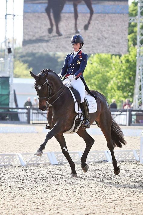 Dressage Horses Photography, Charlotte Dujardin, Dressage Exercises, Dressage Competition, Equestrian Dressage, Equestrian Aesthetic, Beautiful Horse Pictures, Horse Dressage, Horse Videos