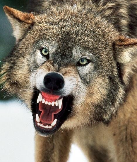 Wolf Pack Hunting Real Life | Big Bad Wolves Wolf Growling, Scary Wolf, Lup Singuratic, Snarling Wolf, Angry Wolf, Wolf Images, Wolf Photos, Wolf Love, Howl At The Moon