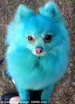 Harvey is seen here when he was dyed blue Pomimo Dogs, Baby Pomeranian, Pretty Dogs, Pomeranian Dog, Pomeranian Puppy, Kawaii Animals, Blue Dog, Baby Puppies, Cat Grooming