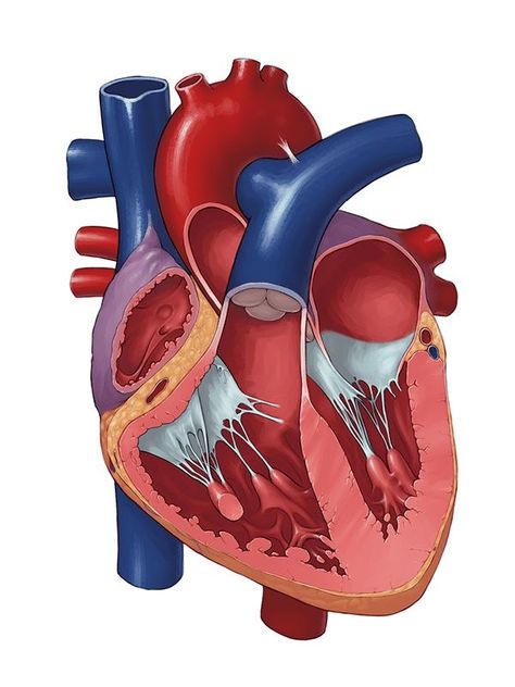 Cardiovascular Perfusionist, Cardiac Arrhythmias, Anatomy Study, Cardiovascular System, Anatomy, Screen, Education, Quick Saves