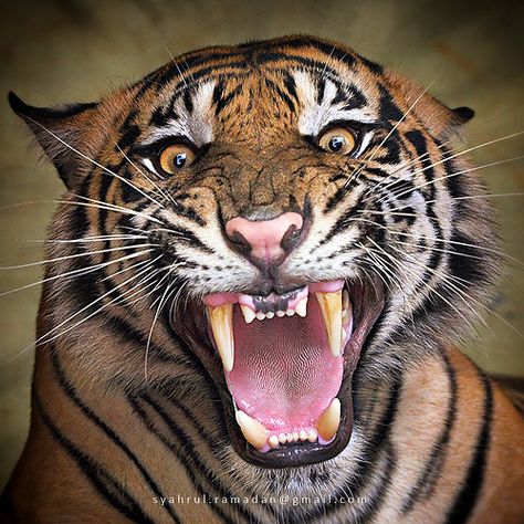 SCREAM Angry Tiger, Tiger Roaring, Sumatran Tiger, Tiger Wallpaper, Cat Species, Tiger Pictures, Exotic Cats, Tiger Face, Tiger Art