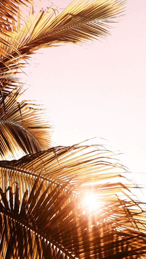 Plants Background Wallpapers, Wallpapers Palm Trees, Plants Background, Plant Background, Los Angles, Background Wallpapers, Spray Tan, Tropical Art, Beautiful Mess