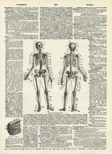 human bones diagram, skeleton clip art, black and white clipart, vintage dictionary page, halloween printable Vintage Medical Art, Kunstjournal Inspiration, Creepy Vintage, Clip Art Free, Dictionary Page, Vintage Medical, Vintage Dictionary, Medical Art, Halloween Images