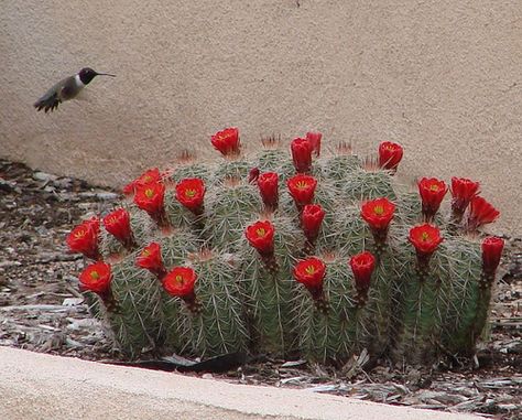 hummingbird and claret cup cactus Claret Cup Cactus, Mexico Garden, Colorado Garden, Cacti And Succulents, Hummingbirds, Cactus, Colorado, Plants, Flowers