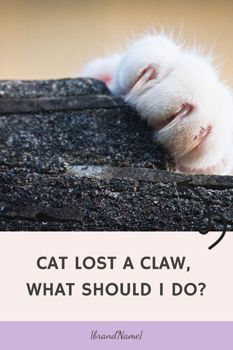 Discover quick steps to help your cat with a lost claw! Get expert tips for care & recovery now. Act fast for your feline friend’s comfort! Cat Nail Clippers, Elizabethan Collar, Older Cats, Owning A Cat, Paw Pads, Cat Nails, Cat Claws, Grooming Tips, Trim Nails