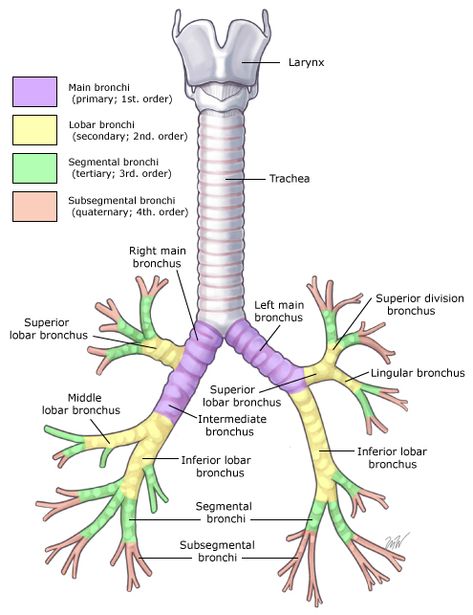 Respiratory System Anatomy, Human Respiratory System, Medicine Notes, Basic Anatomy And Physiology, Med School Motivation, Pulmonology, Effective Study Tips, Chemistry Lessons, Biology Lessons