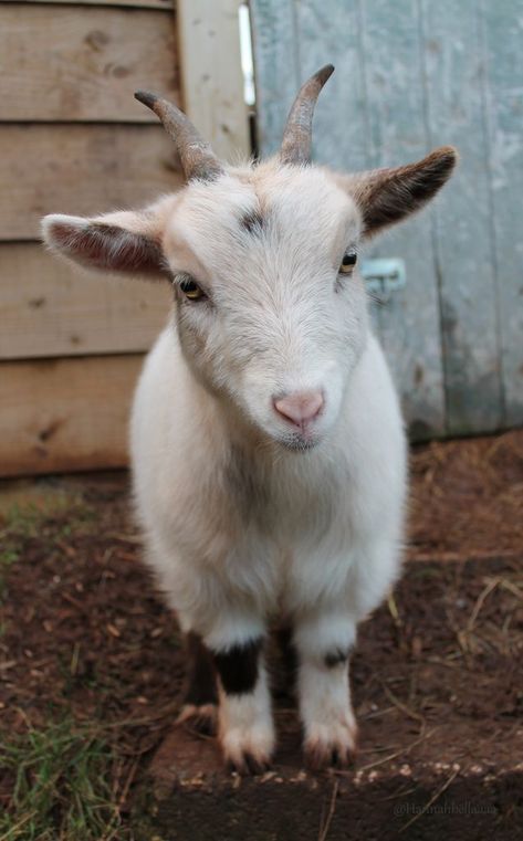 Farm Animal Photography, Goat Pygmy, Goat Reference, Goat Aesthetic, Goat Photography, Goats Cute, Goat Pictures, Beautiful Goat, Goat Picture