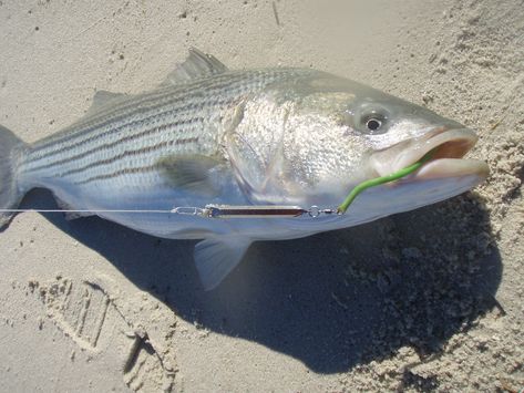 The 3 Metal Lures You Need to Catch Striped Bass This Fall Wild Caught Fish Recipes, Upland Bird Hunting, Wild Caught Fish, Animal Attack, Tackle Shop, Big Game Hunting, Waterfowl Hunting, Wild Game Recipes, Striped Bass