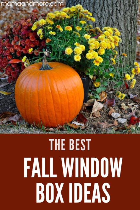 The Best Fall Window Box Ideas - Mama and More Mums In Flower Boxes, Fall Window Boxes Ideas, Fall Flower Boxes, Diy Window Box Planter, Window Baskets, Fall Window Boxes, Window Boxes Diy, Fall Windows, White Mums