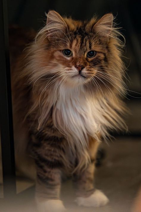 21 Gorgeous Cat Breeds With Pictures Mini Cats Breed, Brown Cat Breeds, Pretty Cats Unique, American Curl Cat, Small Cat Breeds, Exotic Cat Breeds, Types Of Cats Breeds, Fluffy Cat Breeds, Different Breeds Of Cats