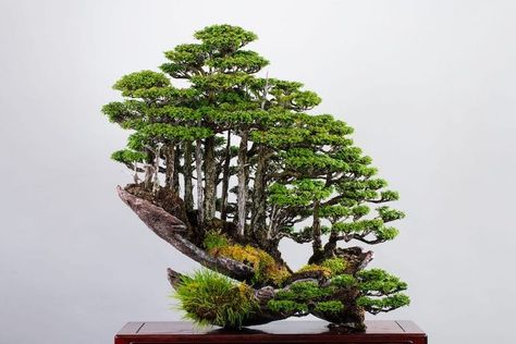 Behold the Artistry of Bonsai Master Masahiko Kimura Bonsai Making, Bonsai Forest, Bonsai Tree Types, Bonsai Techniques, Juniper Bonsai, Stone Lantern, Japanese Bonsai, Forest Plants, Planting Shrubs