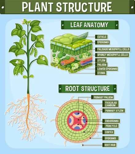 Internal structure of leaf diagram Royalty Free Vector Image Leaf Diagram, Body Anatomy Organs, Plant Diagram, Photosynthesis Activities, Plant Anatomy, Plant Biology, Diagram Illustration, Biology Plants, Botany Illustration