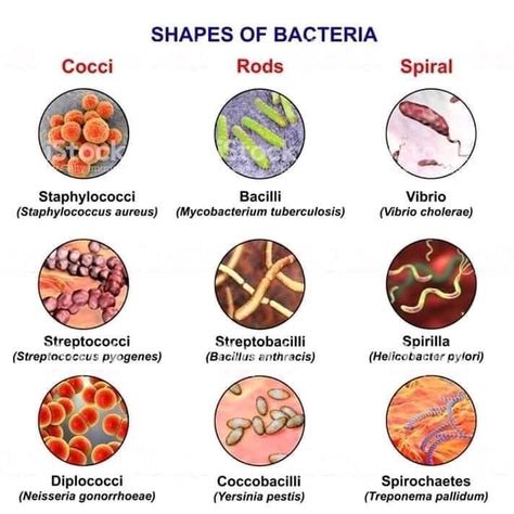 Shapes Of Bacteria, Sterile Processing Tech, Bacteria Shapes, Shapes Illustration, Computer Illustration, Medical Laboratory Technician, Microbiology Lab, Med Lab, Clinical Chemistry