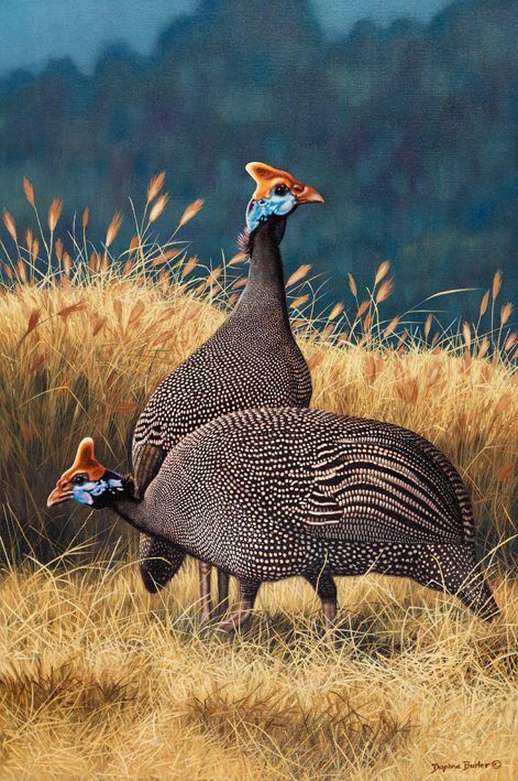 Aesthetic Wallpaper Colorful, Guinea Fowl Art, Travel Wallpaper Aesthetic, South African Birds, Wallpaper Colorful, Wallpaper Aesthetic Wallpaper, Guinea Fowl, Travel Wallpaper, Gallery Wallpaper