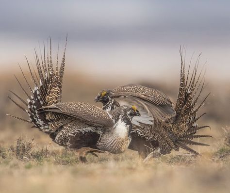 Male Greater Sage Grouse in Combat Sage Grouse, Game Birds, Rare Animals, Birds, Animals