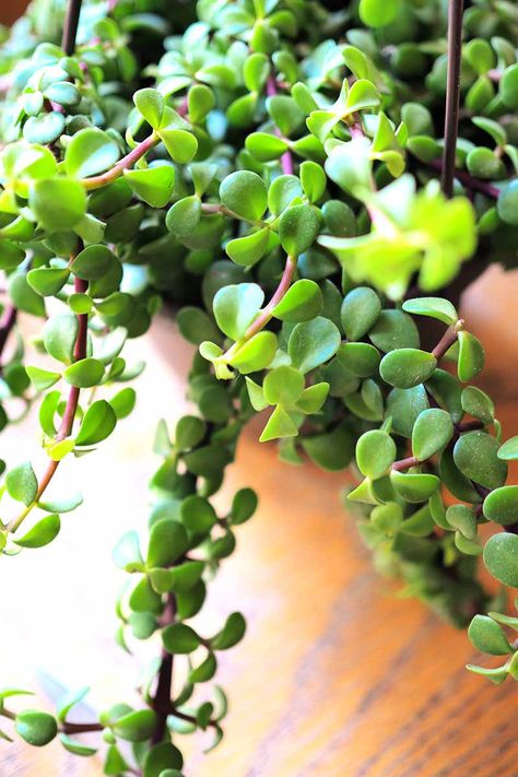 11 of the Best Types of Elephant Bush to Grow at Home | Gardener's Path Elephant Plant Care, Elephant Bush Plant, Rainbow Elephant Bush, Elephant Bush Succulent Care, Elephant Eats Plants, Types Of Elephants, Elephant Bush, Elephant Food, Jade Bonsai