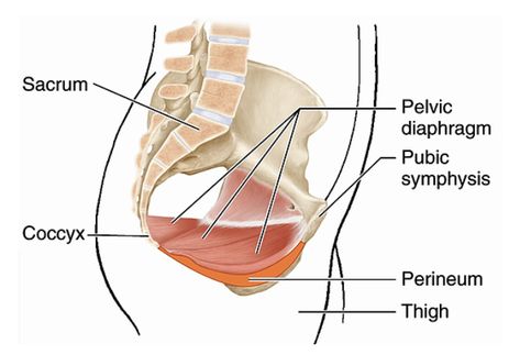 What is the Perineum and How Do You Perform Perineal Massage? - Finish Line Physical Therapy Tight Pelvic Floor, Pelvic Diaphragm, Perineal Massage, 36 Weeks Pregnant, Pelvic Health, Stages Of Labor, Deep Tissue, Pelvic Floor, Finish Line