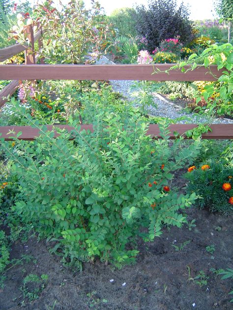 Currant Bush, Fast Growing, Cut Flowers, Pretty Flowers, Vegetable Garden, Soil, Click Here, Yard, Plants