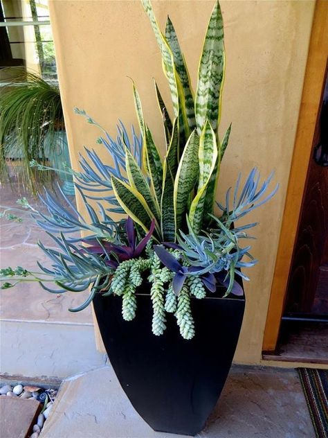 snake plant, wandering Jew, blue chalk and burro's tail Kaktus Dan Sukulen, False Bottom, Container Garden Design, Succulent Garden Design, نباتات منزلية, Meteor Garden 2018, Succulent Gardening, Crate Barrel, Succulents In Containers