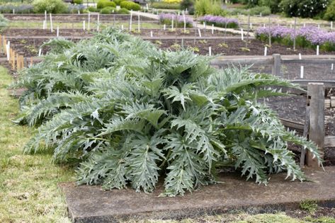 Artichoke Companion Plants, Artichoke Plant Gardening, Growing Artichokes Plants, Artichoke Companion Planting, Artichoke Plant, Plant Companions, Growing Artichokes, Alkaline Soil, Artichoke Plants