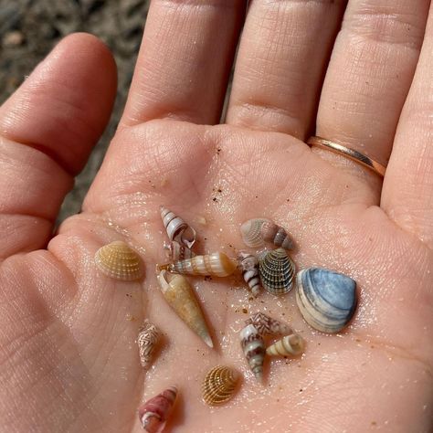 bobby small on Instagram: “tiny shells 💔” Deniz Core, Shells On Beach, Rare Shells, June Aesthetic, Shell Photo, Tiny Shells, Beach Shells, Shell Collection, Beach Shack