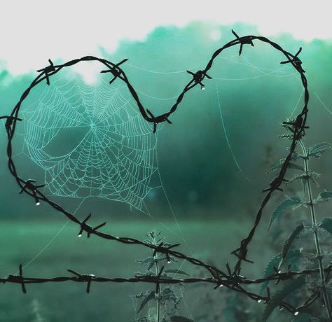 Spider Web, Google Photos, Tumblr