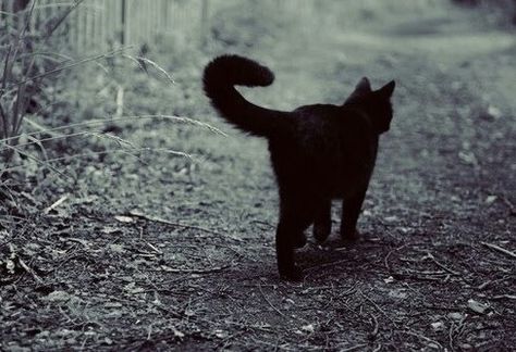 Black cat Black Cat Aesthetic, Library Aesthetic, Sweet Kitty, Black Grunge, A Black Cat, Cute Eyes, Bad Luck, Cat Aesthetic, Kitty Cats