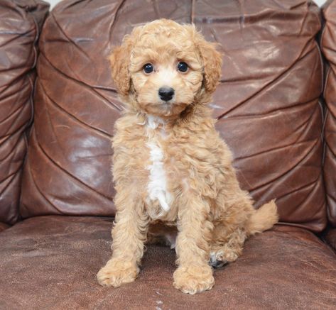 Small Breed Dogs, Dog Cuts, Breed Dogs, Character Base, Dogs For Sale, Toy Poodle, Bichon Frise, Small Dog Breeds, Small Breed