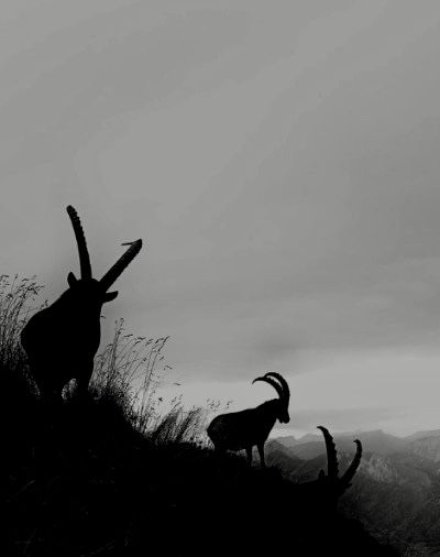 Goat Aesthetic Dark, Goat Aesthetic, Arachnids, Aesthetic Dark, Moon Flower, Ghost, Media, Tumblr, Photography