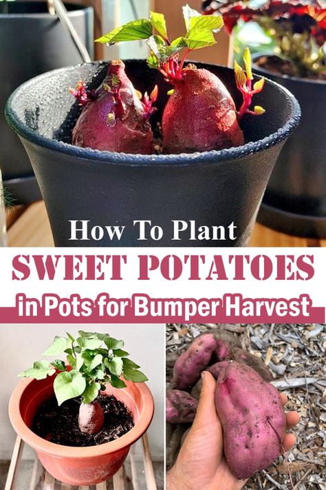 Plant Sweet Potatoes, Potato Companion Plants, Grow Sweet Potatoes, Sweet Potato Slips, Container Potatoes, Sweet Potato Plant, Growing Sweet Potatoes, Growing Veggies, Purple Sweet Potatoes