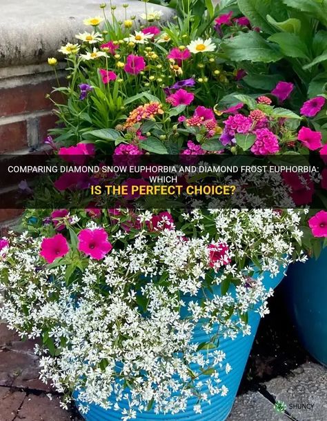 Comparing Diamond Snow Euphorbia And Diamond Frost Euphorbia: Which Is The Perfect Choice? Diamond Frost, Vs Diamond, Patio Garden, Patio