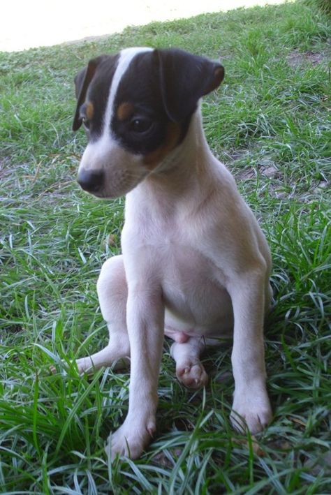 Terrier chileno Típico perro chileno de personalidad inquieta, juguetona, protectora y ladradora: típico chileno. Adopta uno! Chilean Terrier, Fox Terrier Chileno, Jack Terrier, Dog Anatomy, Parson Russell Terrier, Jack Russells, Rat Terriers, Jack Russel, Dog Sculpture