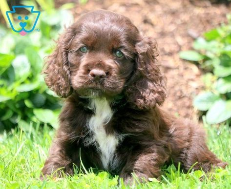 Miniature Cocker Spaniel, Cocker Spaniel For Sale, Chocolate Cocker Spaniel, Puppies Photos, Cocker Dog, Dream Puppy, Cocker Spaniel Puppy, Spaniel Puppies For Sale, Tiny Animals