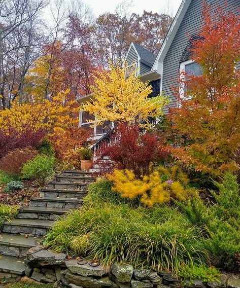 Fall Garden Zone 9, Slope Planting, Clean Landscaping, Pnw Gardening, Grass Landscaping, Fall Gardens, Fine Gardening Magazine, Eastern Redbud, Backyard Gardens