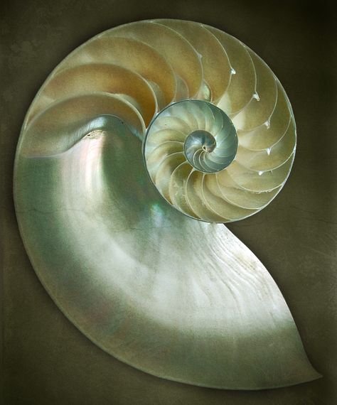 Nautilus Spirals In Nature, Shell Artwork, Shell Structure, Fibonacci Sequence, Spiral Shell, Fibonacci Spiral, She Sells Seashells, Nautilus Shell, Shell Art