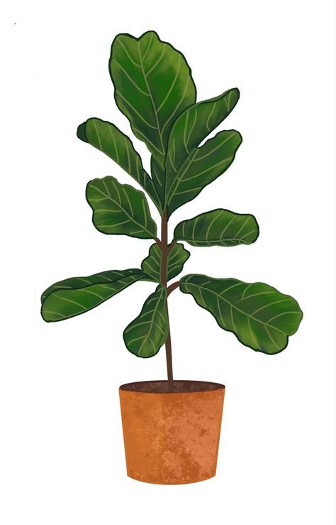 Sticker coming soon!!! Fig Drawing, Fiddle Leaf, Fiddle Leaf Fig, House Plant, Fig, House Plants, Plant Leaves, Coming Soon, Drawings