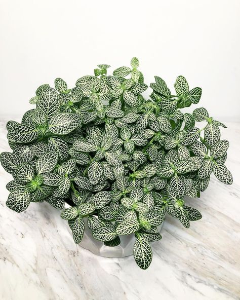 Fittonia Albivenis aka, Nerve Plant. Native to the rainforest of Columbia, Peru, Bolivia, Ecuador and Northern Brazil. A beautiful… Fittonia Argyroneura, Fittonia Albivenis, Go Green Posters, Houseplant Inspiration, Nerve Plant, Plant Wishlist, The Nerve, Leafy Plants, Inside Plants