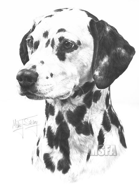 Dalmatian Drawing, Dog Pencil Drawing, Dog Portrait Drawing, Pembroke Corgi, Basset Hound Beagle, Eagle Painting, Dog Prints, Gordon Setter, Tibetan Spaniel