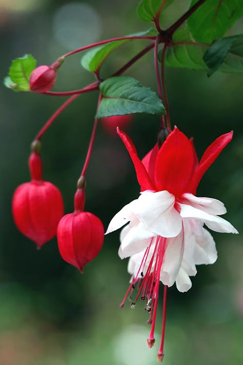 Fuchsia Plant, Fuchsia Flower, Fuchsia Flowers, Unusual Flowers, 背景 シンプル, Bedding Plants, Exotic Flowers, Flowers Garden, Flower Beauty