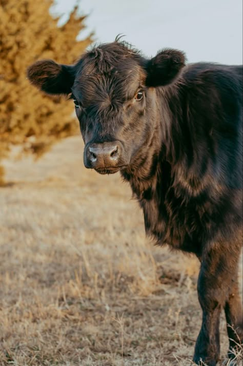 Black Angus Cows Pictures, Black Angus Cows, Angus Cow Painting, Agriculture Animals, Angus Cows, Types Of Cows, Black Angus Cattle, Country Girl Aesthetic, Angus Cow