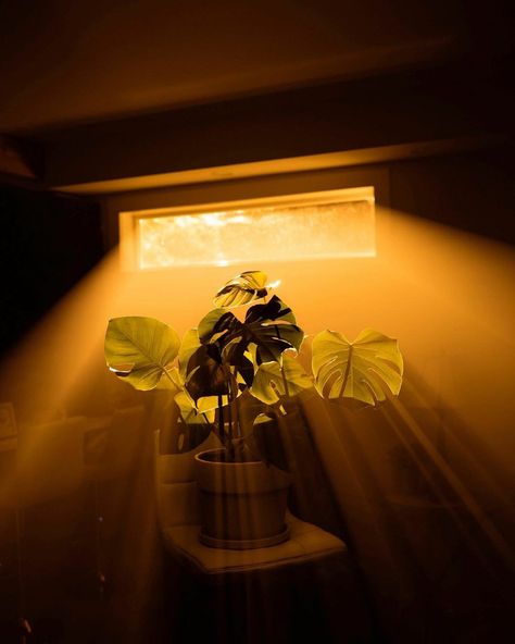 Soft Light Photography, Low Key Lighting, Lighting Reference, Space Project, Window Plants, Digital Imaging, Light Study, Plants Nature, Light Images