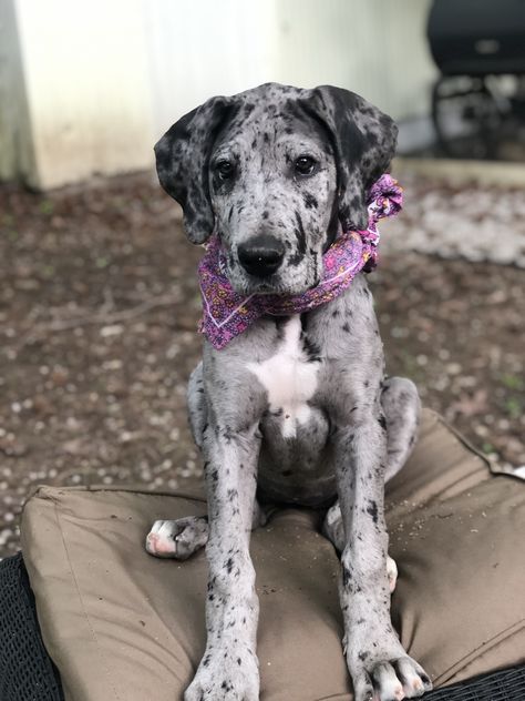 Merle Great Dane Puppy Great Dane Puppy Aesthetic, Merle Great Dane Puppy, Merle Dogs, Grey Great Dane, Blue Merle Great Dane, Merle Great Danes, Boxer Mix Puppies, Great Dane Mastiff, Great Dane Puppies